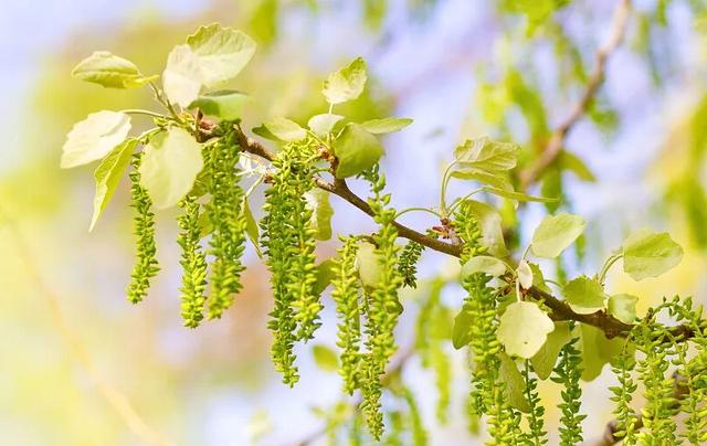 春日花粉季提前来袭：1元1分炸金花软件,别把喷嚏当小事