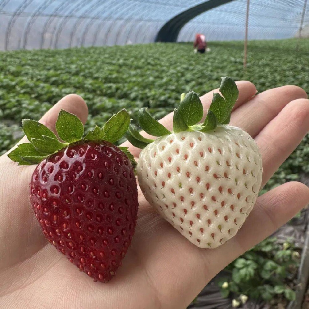 普通人如何把日子过稳：一元一分三公大吃小-对手预判-猫扑网