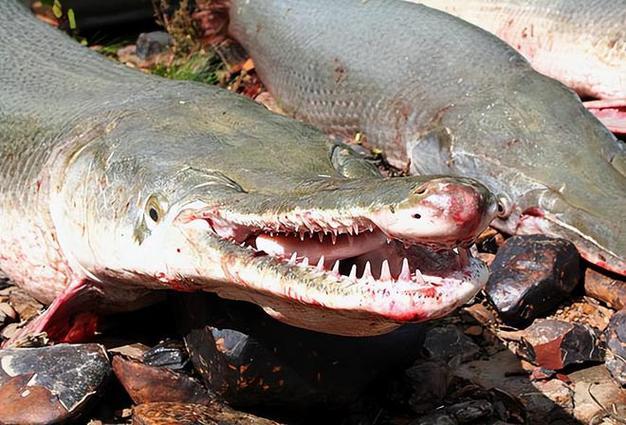 中关村在线论坛：牛牛金花一元一分|摸清门道-深圳热线-网友沙龙