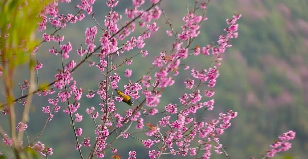 水木社区:一元一分24小时上下分-大众论坛